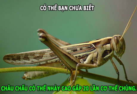 Sự đáng sợ của chồn hôi, hà mã chạy nhanh hơn người - Ảnh 2 Su dang so cua chon hoi, ha ma chay nhanh hon nguoi - Anh 2