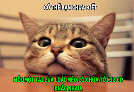 Sự đáng sợ của chồn hôi, hà mã chạy nhanh hơn người - Ảnh 5 Su dang so cua chon hoi, ha ma chay nhanh hon nguoi - Anh 5