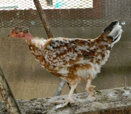 Bộ lông Bo long
