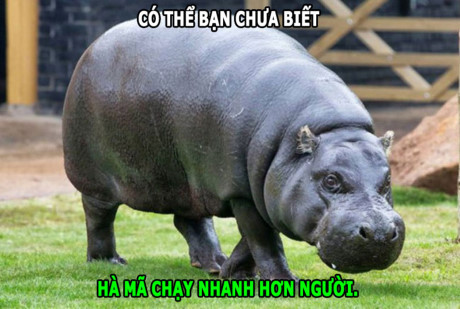 Sự đáng sợ của chồn hôi, hà mã chạy nhanh hơn người - Ảnh 7 Su dang so cua chon hoi, ha ma chay nhanh hon nguoi - Anh 7