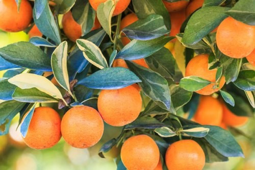 2. Nước chanh/cam: Bạn có thể sử dụng nước chanh hoặc nước cam, vì cả hai đều có tính axit tự nhiên. Trộn một muỗng cà phê nước chanh/cam với một lượng baking soda vừa đủ thành hỗn hợp sền sệt. Sử dụng hỗn hợp này thường xuyên là một trong những cách nhanh chóng giúp bạn có một hàm răng trắng sáng.