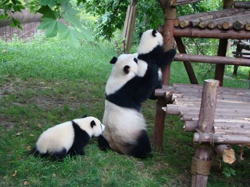 Cận cảnh ‘nhà trẻ’ gấu trúc siêu dễ thương - ảnh 6