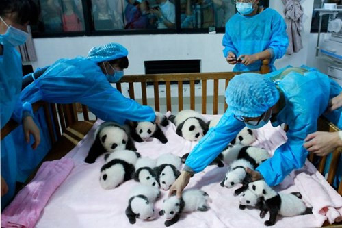 Cận cảnh ‘nhà trẻ’ gấu trúc siêu dễ thương - ảnh 2