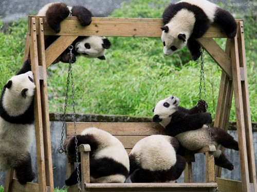 Cận cảnh ‘nhà trẻ’ gấu trúc siêu dễ thương - ảnh 12