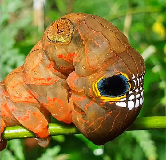 Khiếp sợ loài sâu bướm có mặt hình... sọ người ảnh 5