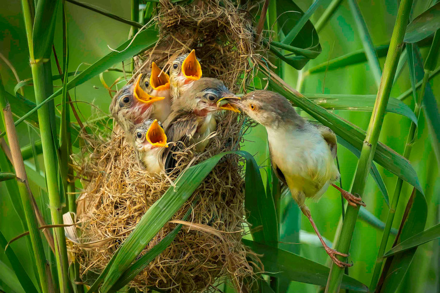 Ảnh minh họa: ITN Ảnh minh họa: ITN