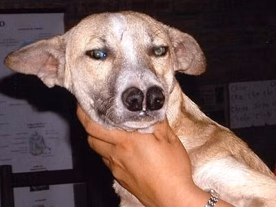 Giống chó có 2 mũi vô cùng quý hiểm sở hữu khứu giác vượt trội nhưng chỉ được nuôi ở Bolivia.