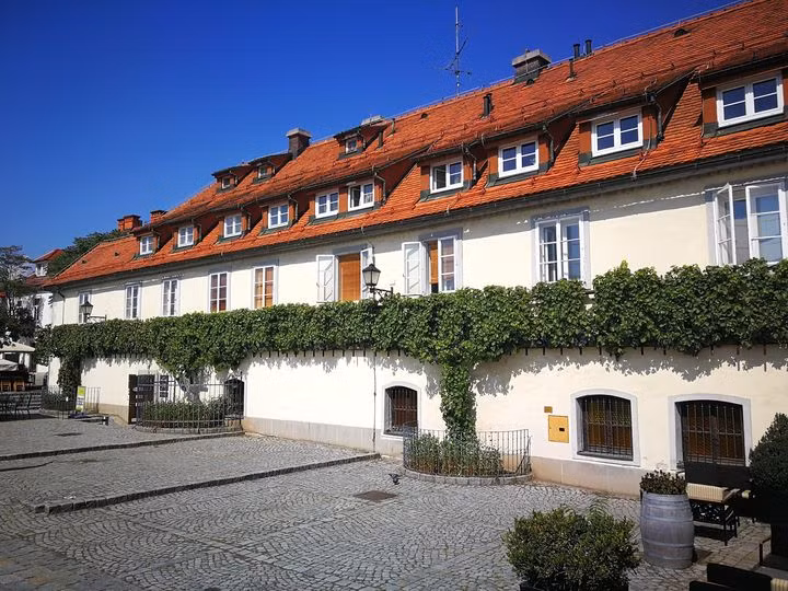 Cây nho già vẫn cho quả đã tồn tại gần 500 năm.