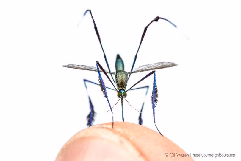 Loài muỗi ‘xinh đẹp’ nhất thế giới khiến nhiều người săn đón ảnh 4