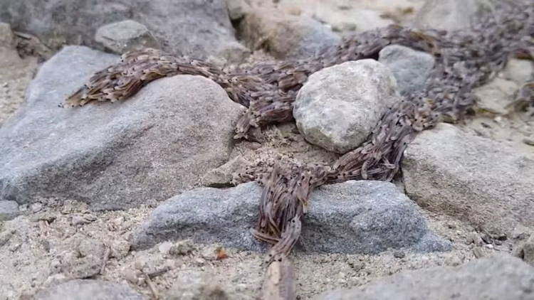 Hiện tượng lạ: Hàng chục ngàn ấu trùng di chuyển thành khối khổng lồ kỳ dị ảnh 1