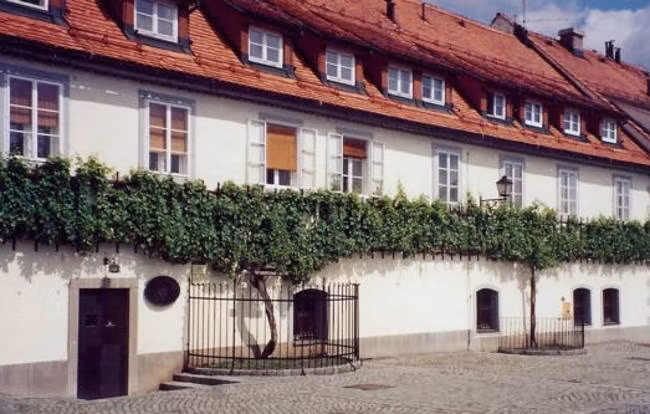 Cây nho lâu đời nhất thế giới ra quả lập kỷ lục Guinness ảnh 1