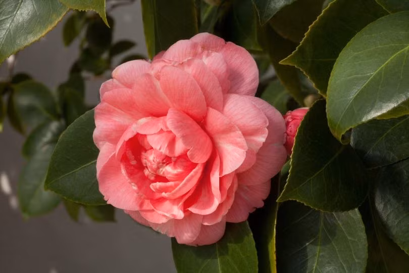 Trà đỏ được xem là hoa hiếm nhất thế giới.