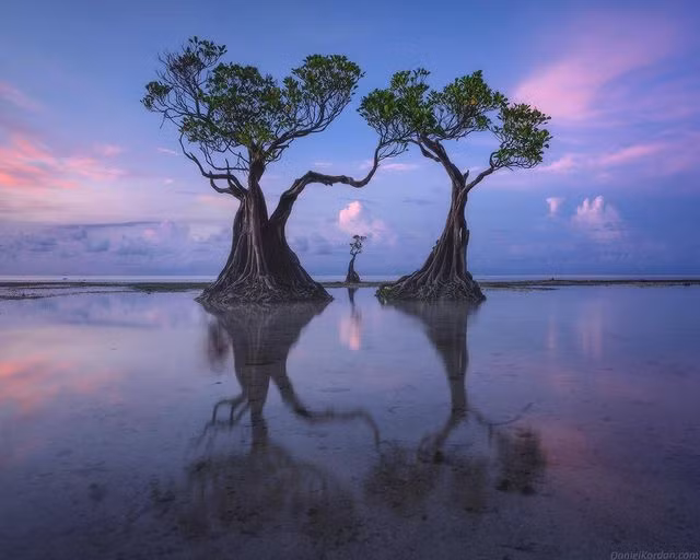 Loài "cây nhảy múa" độc đáo trải dọc bãi biển đảo Sumba ảnh 2