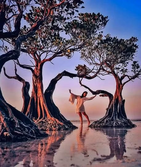 Loài "cây nhảy múa" độc đáo trải dọc bãi biển đảo Sumba ảnh 4