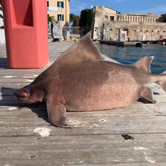 Loài cá có thân giống cá mập và khuôn mặt của một con lợn.