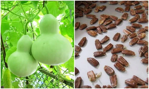 Đổ xô mua hạt giống bầu hồ lô phong thủy giá bèo