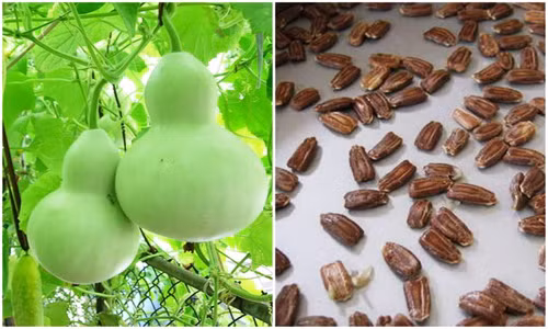 Đổ xô mua hạt giống bầu hồ lô phong thủy giá bèo