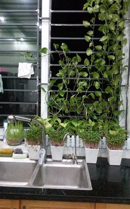 Vuon rau sach sieu dep tren san thuong de ca nha cung cham