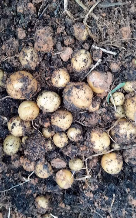 Vuon rau sach sieu dep tren san thuong de ca nha cung cham