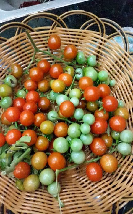 Vuon rau sach sieu dep tren san thuong de ca nha cung cham