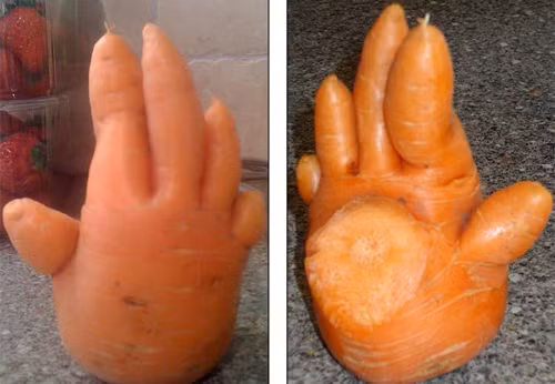 Thích thú với củ cải hình người, cà rốt bàn chân - Ảnh 1 Thích thú với củ cải hình người, cà rốt bàn chân - Ảnh 1