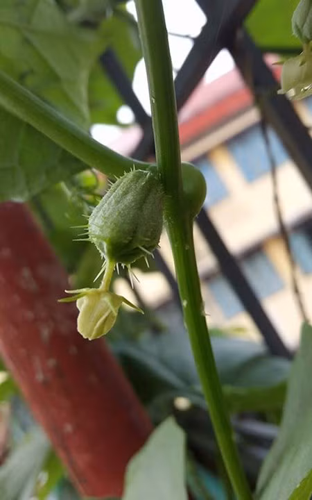 Vuon rau sach sieu dep tren san thuong de ca nha cung cham