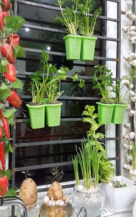 Vuon rau sach sieu dep tren san thuong de ca nha cung cham