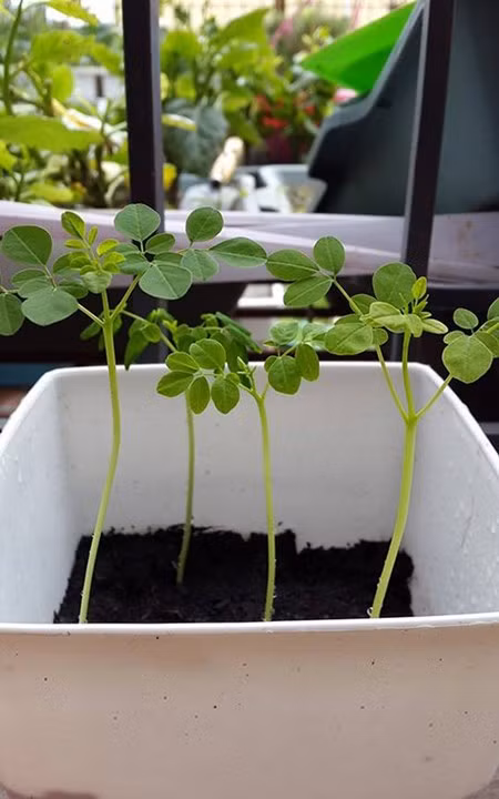 Vuon rau sach sieu dep tren san thuong de ca nha cung cham