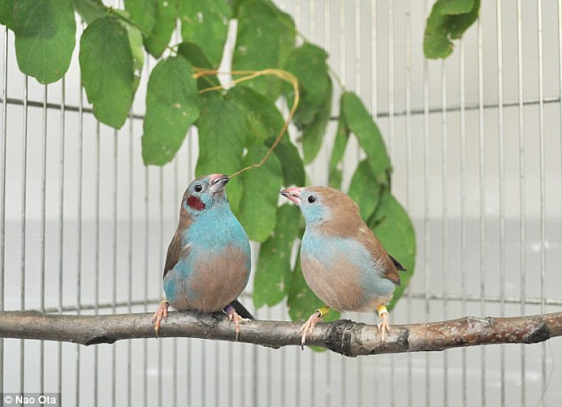 Cách quyến rũ bạn tình siêu độc đáo của loài chim sẻ ảnh 1