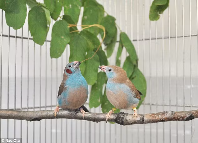 Cách quyến rũ bạn tình siêu độc đáo của loài chim sẻ ảnh 1