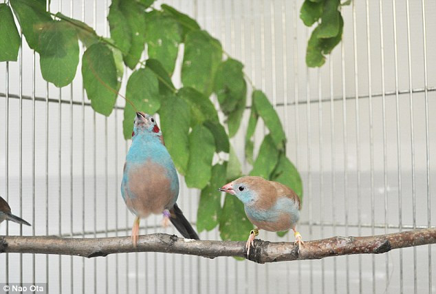 Cách quyến rũ bạn tình siêu độc đáo của loài chim sẻ ảnh 2