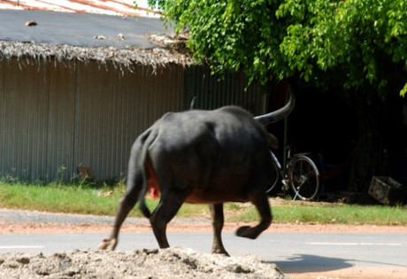 Trau xong chuong huc trong thuong nhieu nguoi - Anh 1