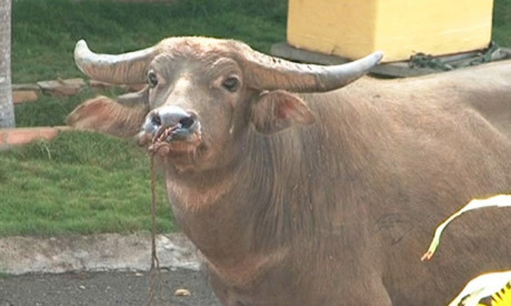 Trau xong chuong huc trong thuong nhieu nguoi - Anh 2