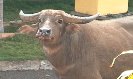 Trau xong chuong huc trong thuong nhieu nguoi - Anh 2