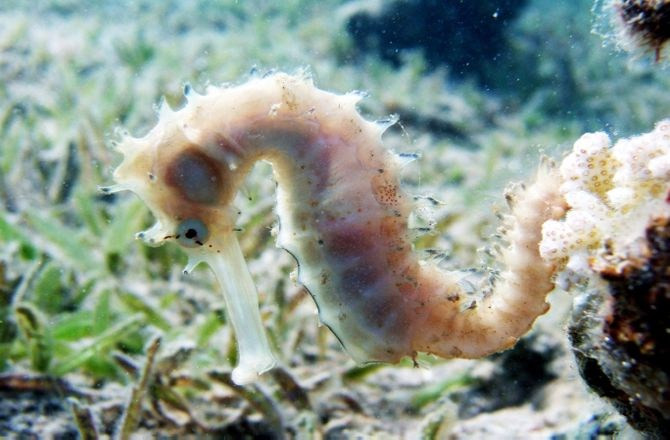 Những điểm tréo ngoe đến chết cười của cá ngựa ảnh 5 Những điểm tréo ngoe đến chết cười của cá ngựa ảnh 5