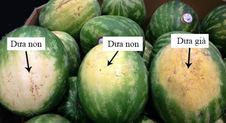 4 kinh nghiệm chọn dưa hấu ngon mê ly bạn đã biết chưa? - Ảnh 2 4 kinh nghiem chon dua hau ngon me ly ban da biet chua? - Anh 2
