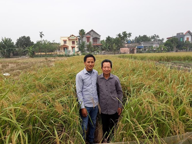 Miệt mài với dòng siêu lúa lai ảnh 1 Miệt mài với dòng siêu lúa lai ảnh 1
