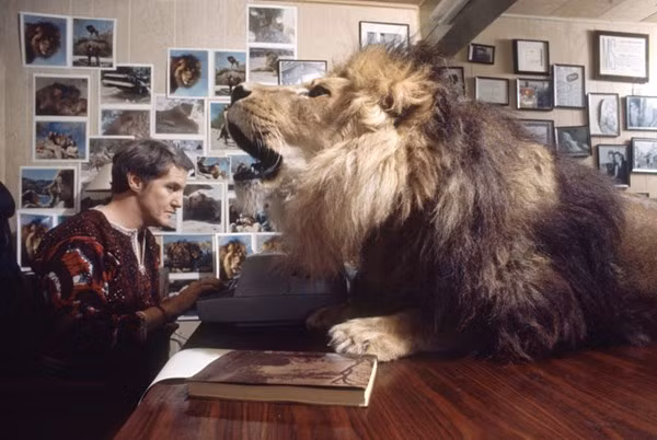 Choáng với gia đình 43 năm sống cùng sư tử ảnh 7