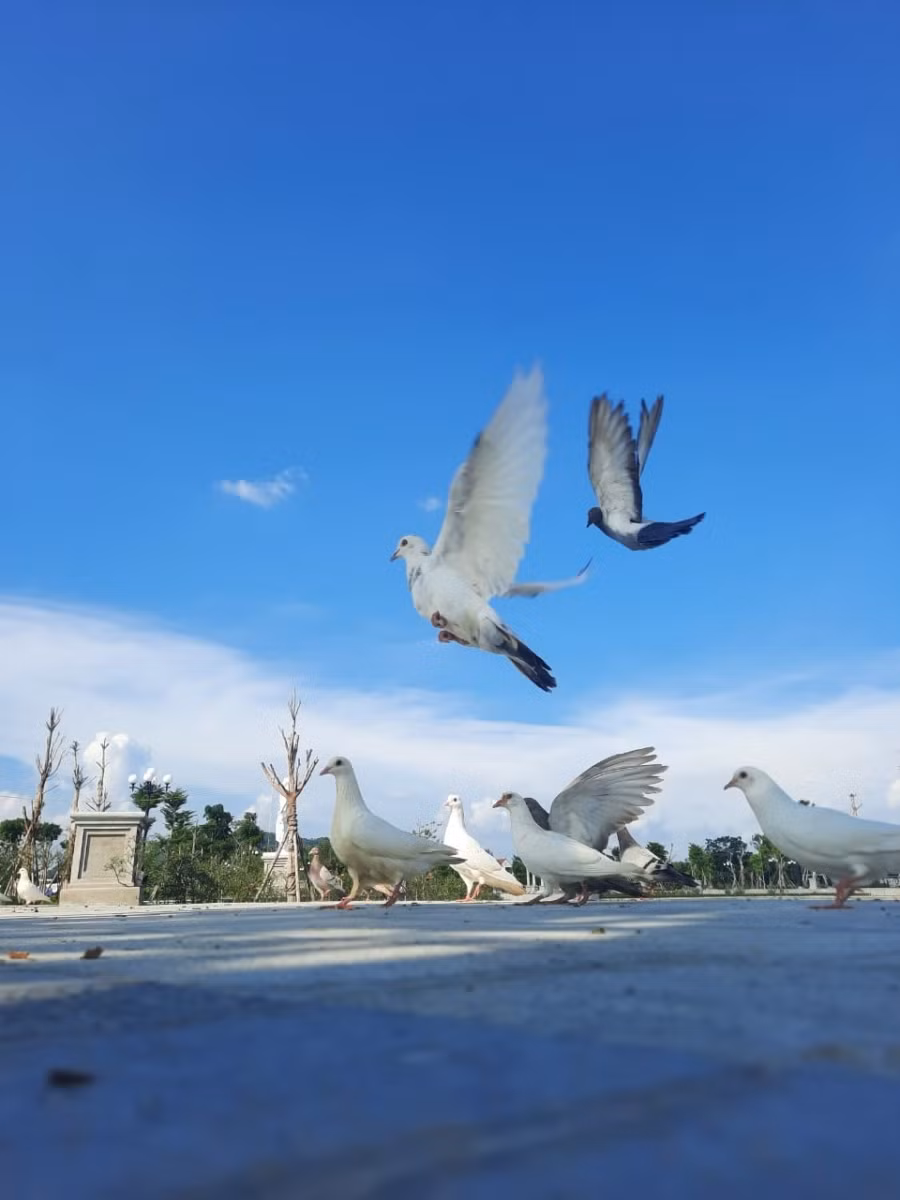Chim hòa bình tung cánh tại Danko City