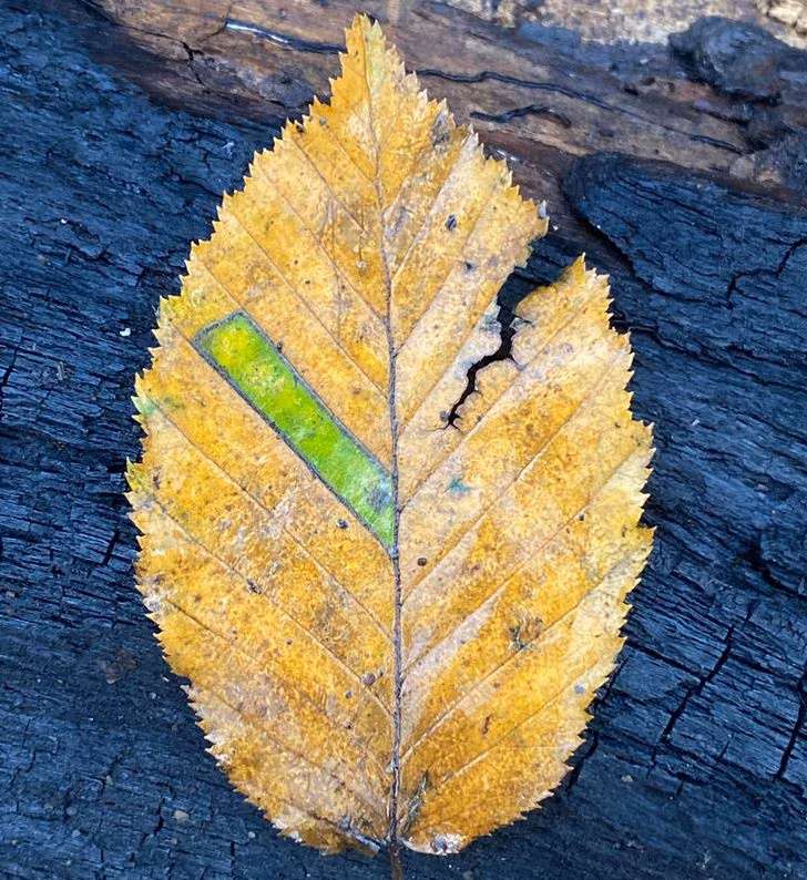 Chút cuối cùng của mùa hè còn sót lại trong chiếc lá này.