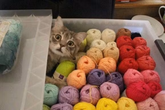 Cười nghiêng ngả với loạt ảnh hài hước về động vật 11