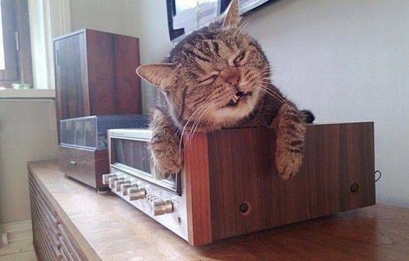 Cười nghiêng ngả với loạt ảnh hài hước về động vật 5 Cười nghiêng ngả với loạt ảnh hài hước về động vật 5