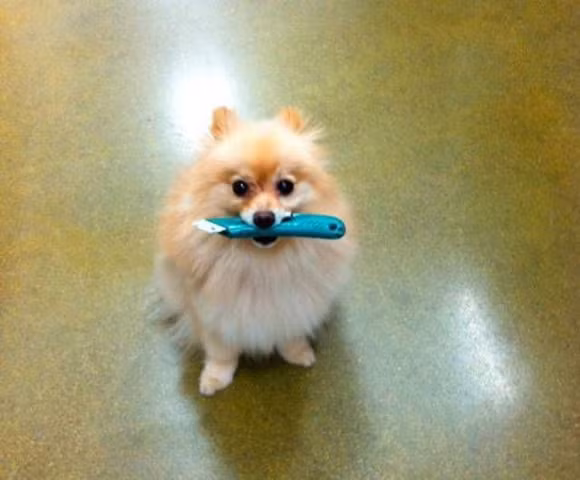 Cười nghiêng ngả với loạt ảnh hài hước về động vật 4