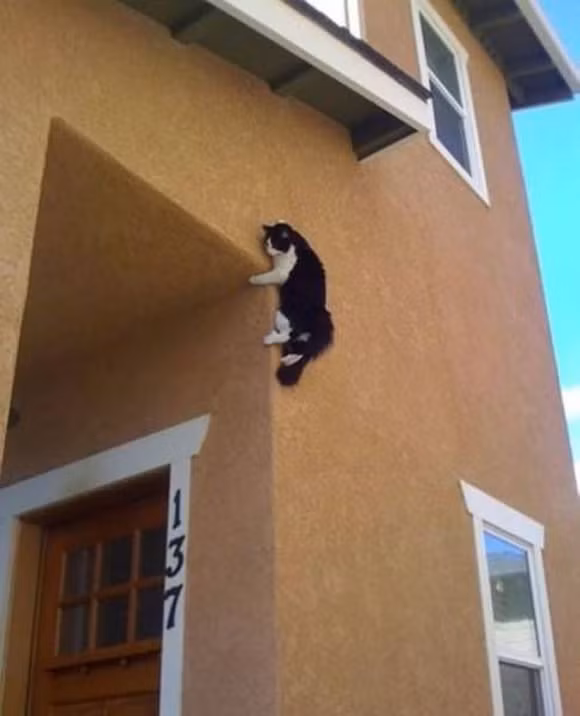 Cười nghiêng ngả với loạt ảnh hài hước về động vật 7