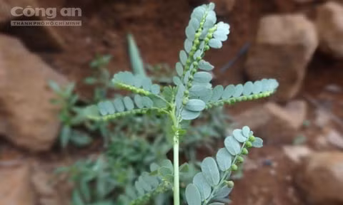 Cận cảnh cây chó đẻ thân xanh