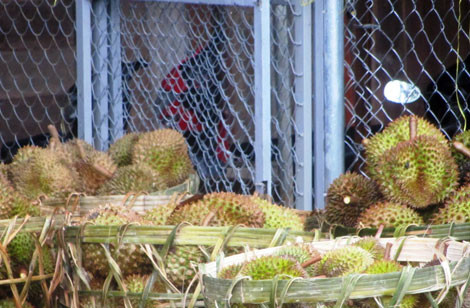 Thương lái Trung Quốc thu mua ồ ạt những gì trong 1 tháng qua? - Ảnh 2