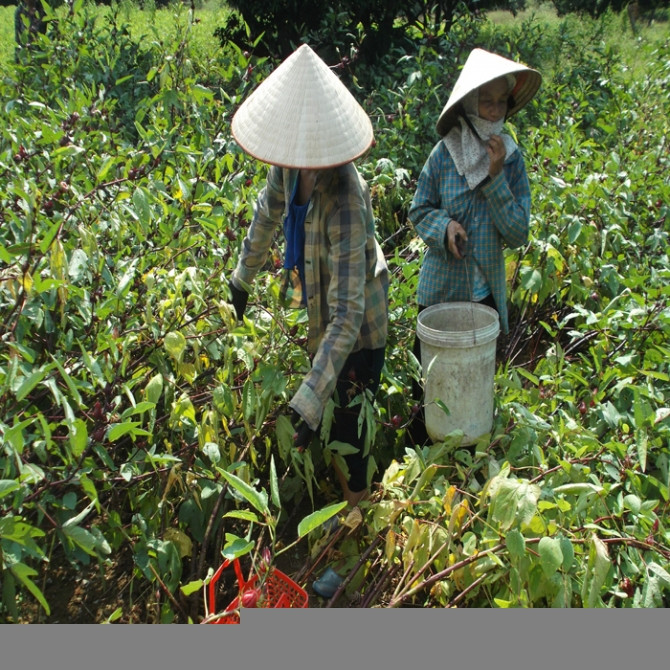 Thương lái Trung Quốc thu mua ồ ạt những gì trong 1 tháng qua? - Ảnh 4