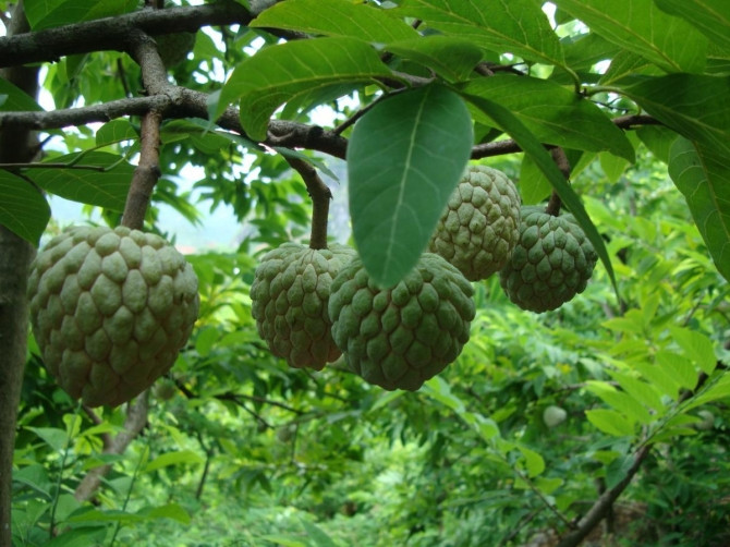 Thương lái Trung Quốc thu mua ồ ạt những gì trong 1 tháng qua? - Ảnh 1