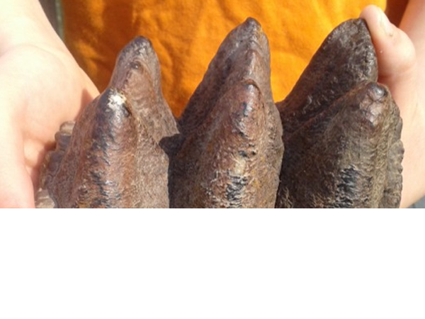 7 khám phá khoa học “động trời” do trẻ em tìm ra ảnh 5