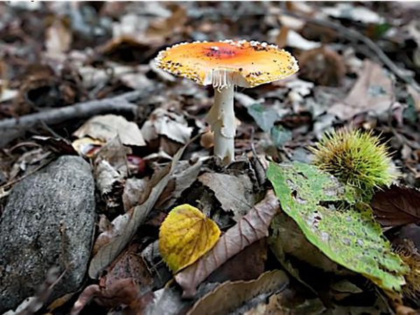 7 khám phá khoa học “động trời” do trẻ em tìm ra ảnh 6